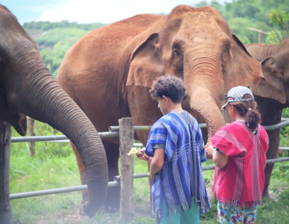 Elephant Activities