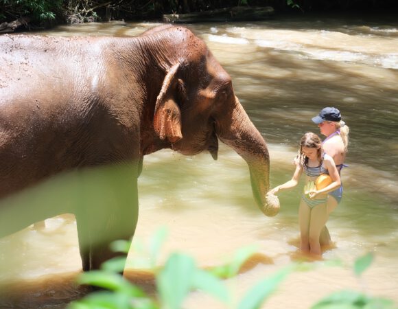 Full Day Walk & Joy With Elephants